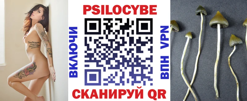 Купить где  Сураж  Псилоцибиновые грибы Psilocybe 